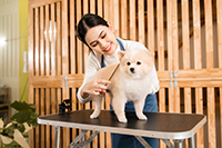 Services-dog being groomed